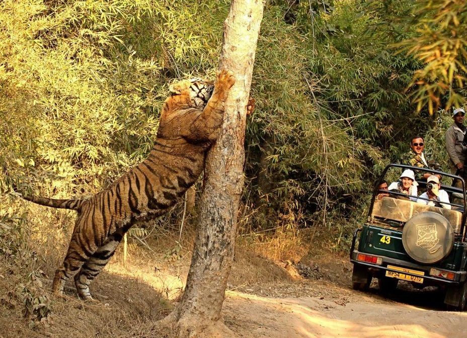 Kanha National Park (Core Safari Zone)