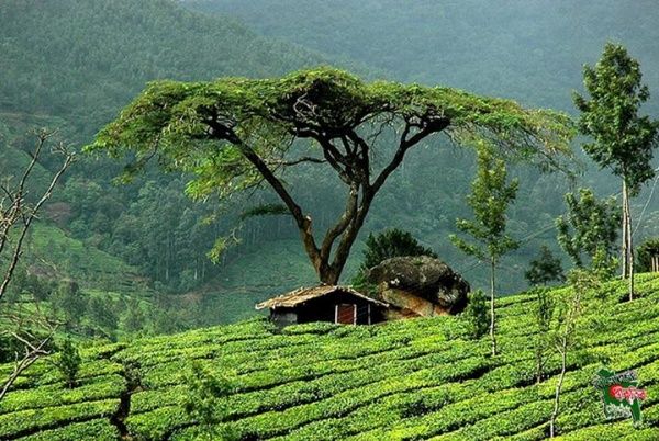 Tea Plantation