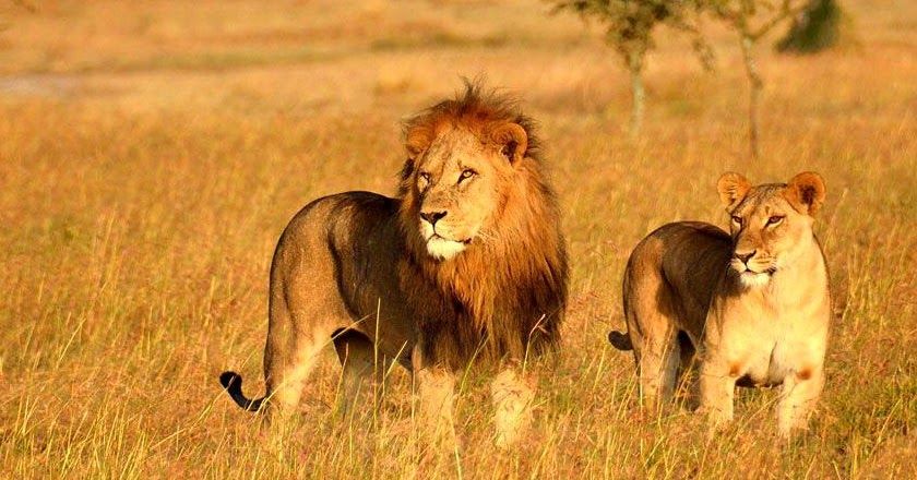 Spot Asiatic lions & wildlife