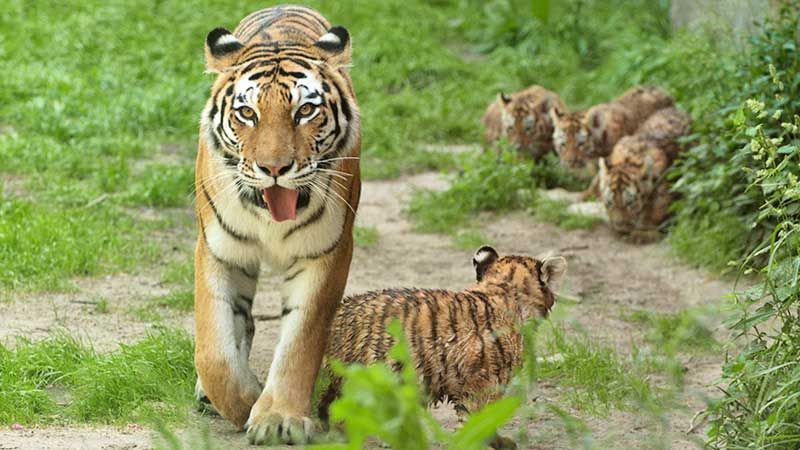 Uttarakhand Quick Escape | Mussoorie Hills & Corbett Safari Tour