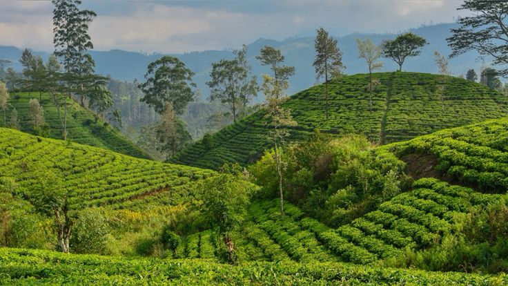 Tea Garden Experience