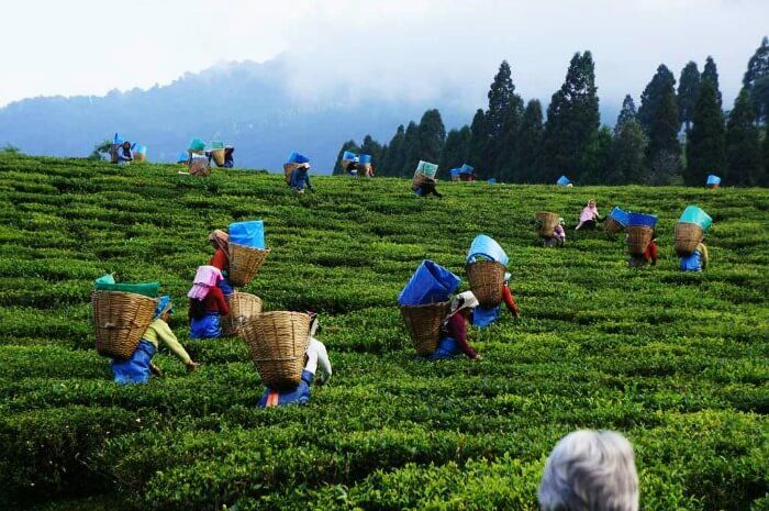 Tea Garden Tour