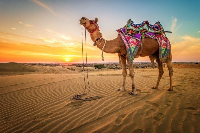 Desert Camel Safari