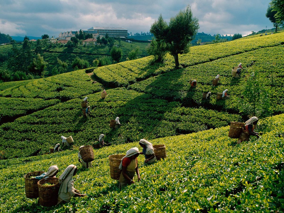 Tea Plantation Tour