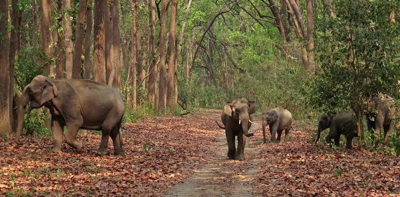 Jim Corbett National Park