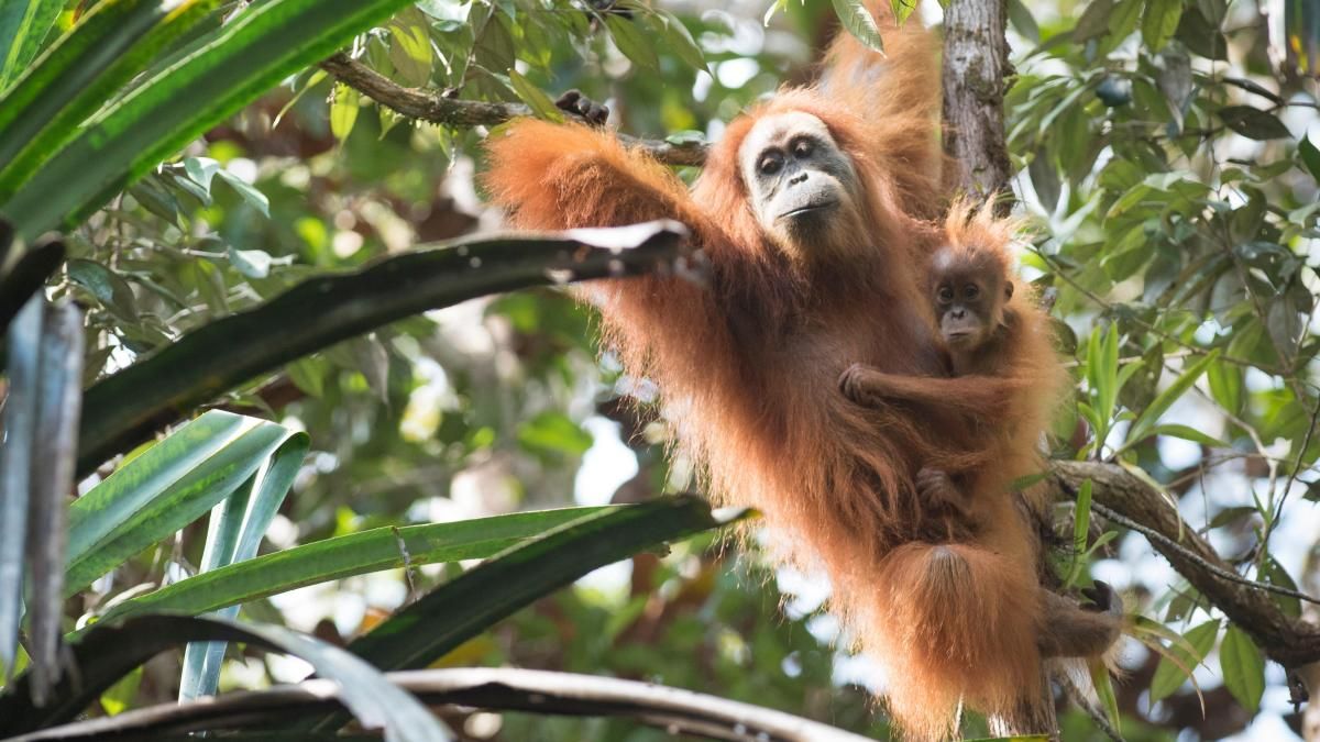 Orangutan show